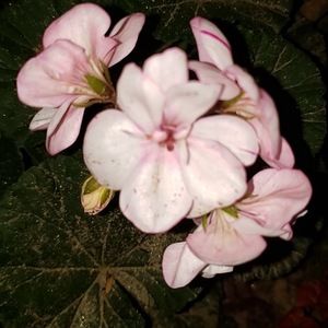 Meet your Posher, Lena